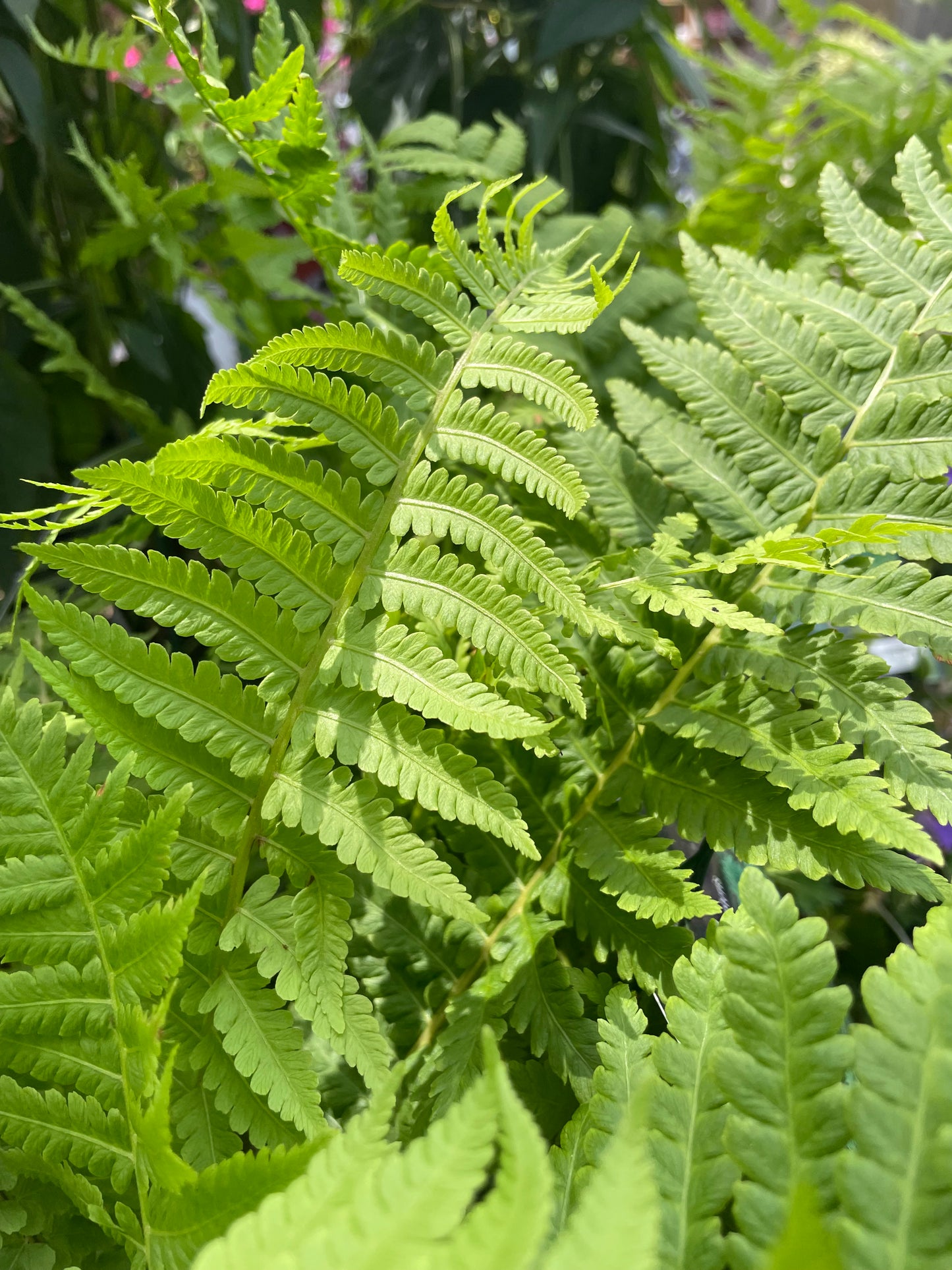 Fern, Ostrich