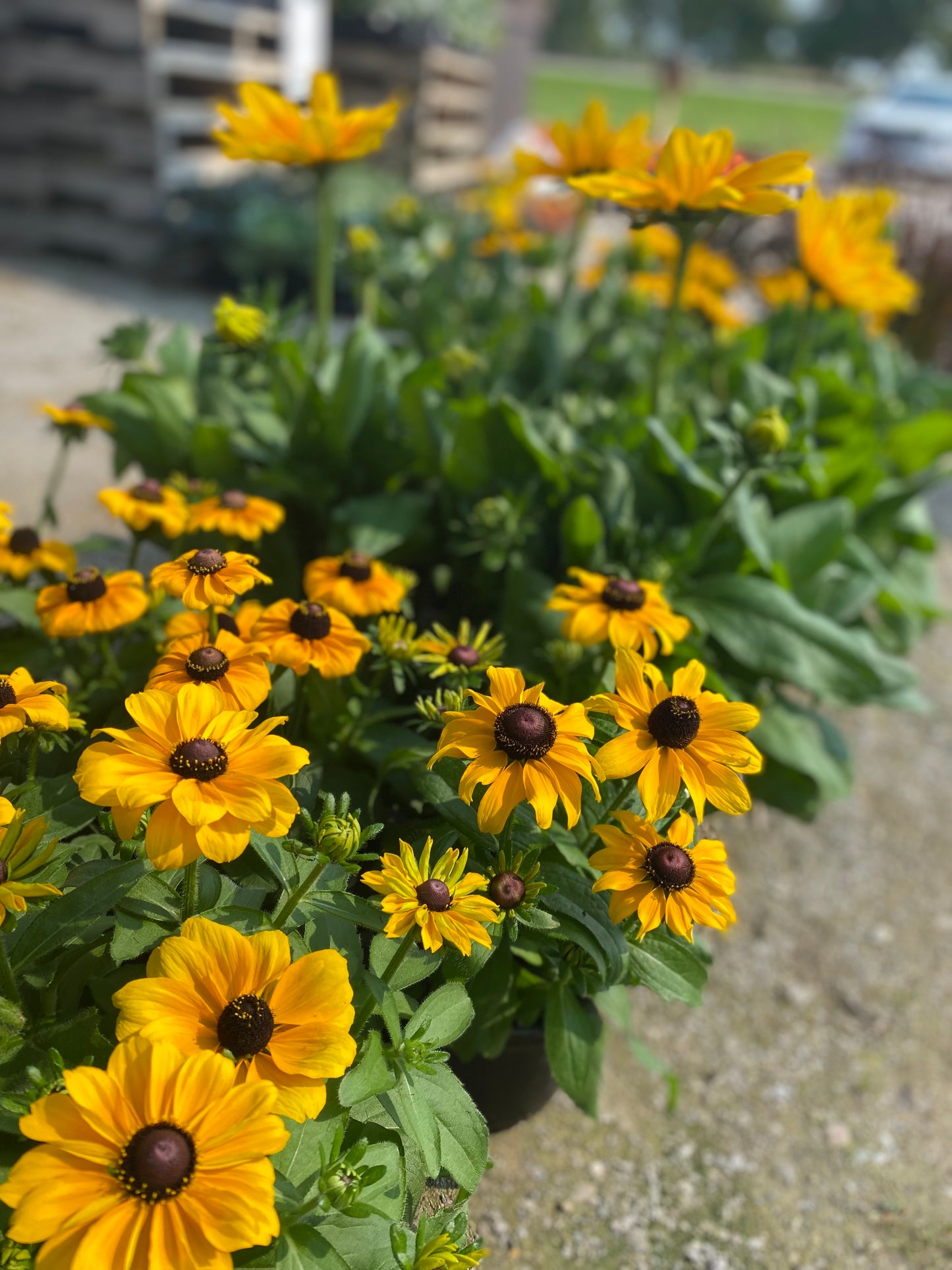 6" Fall Annual