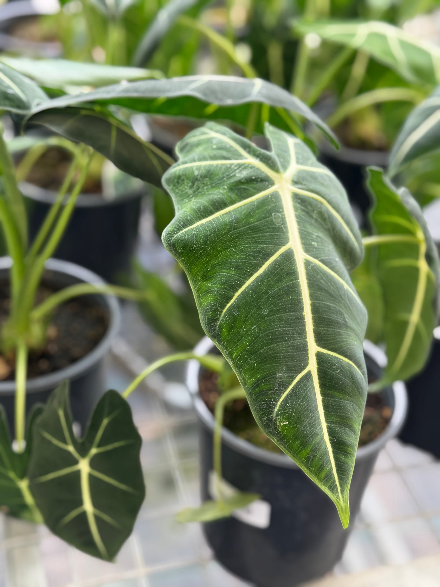 Alocasia Frydek