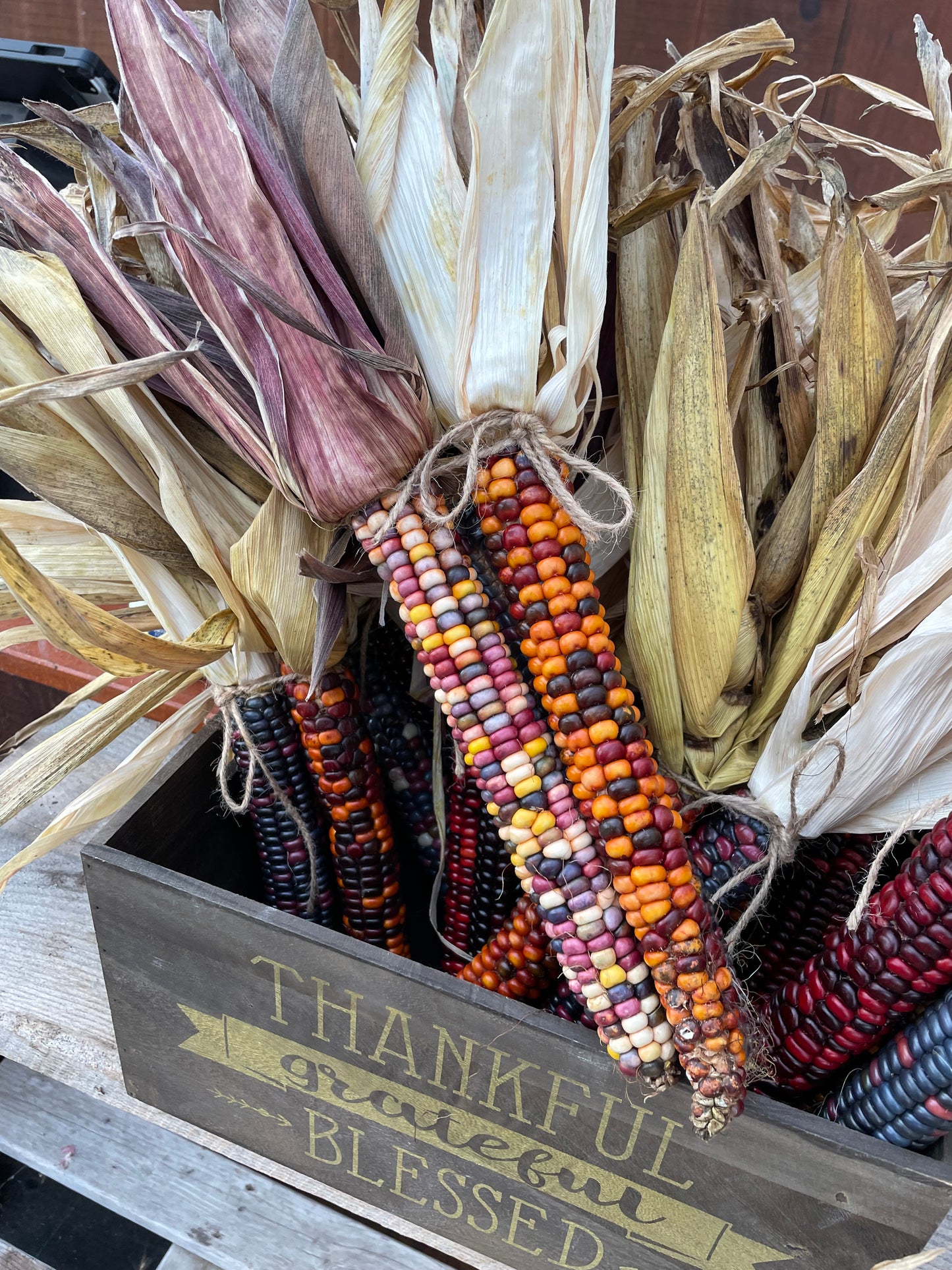 Ornamental Corn