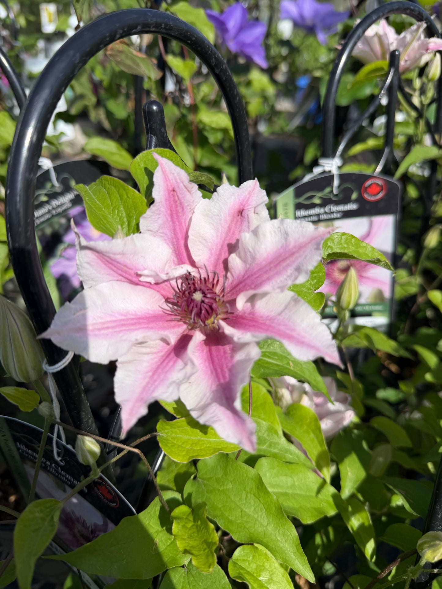 Clematis 'Ithemba'