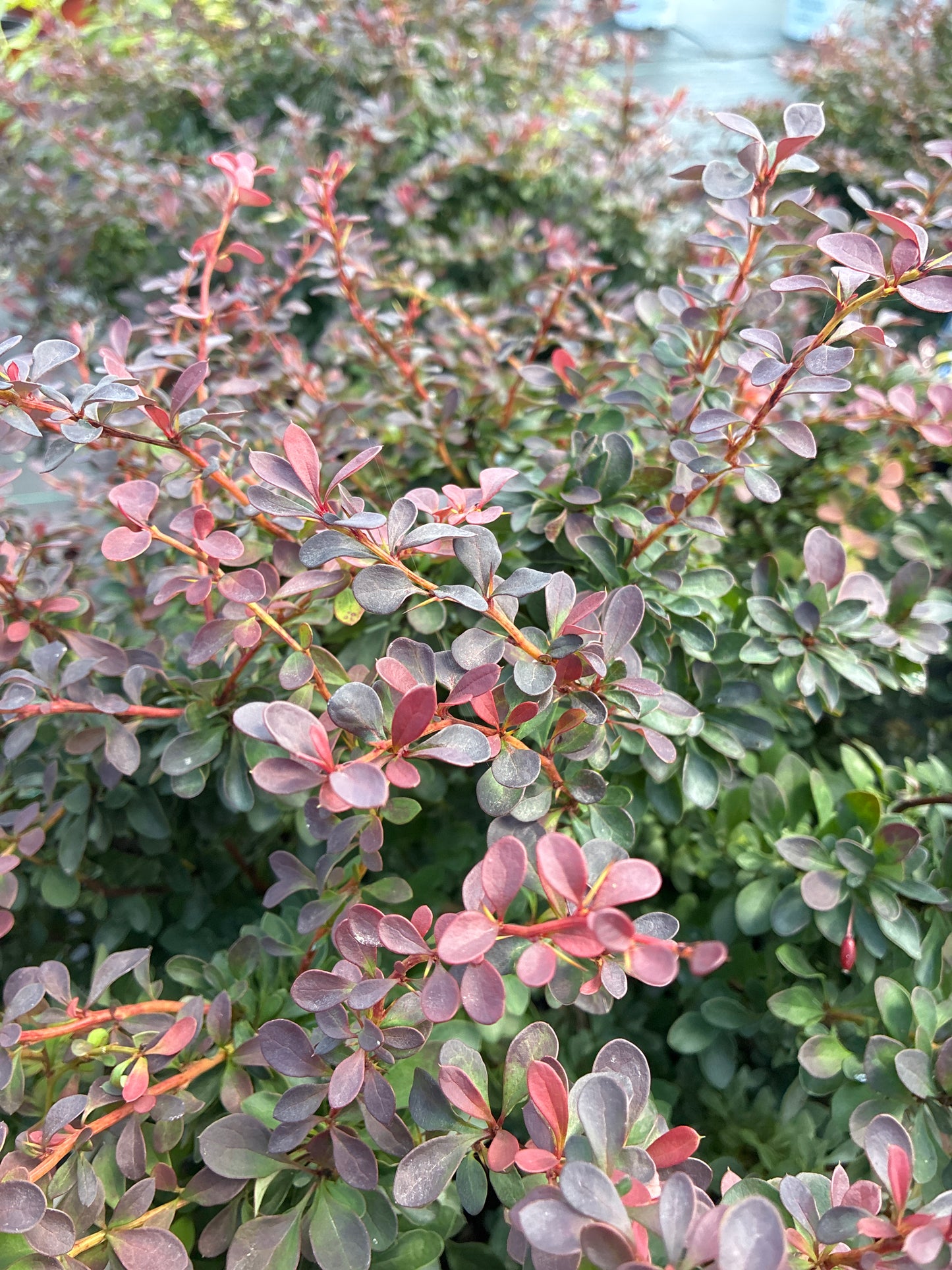 Barberry 'Royal Burgundy'