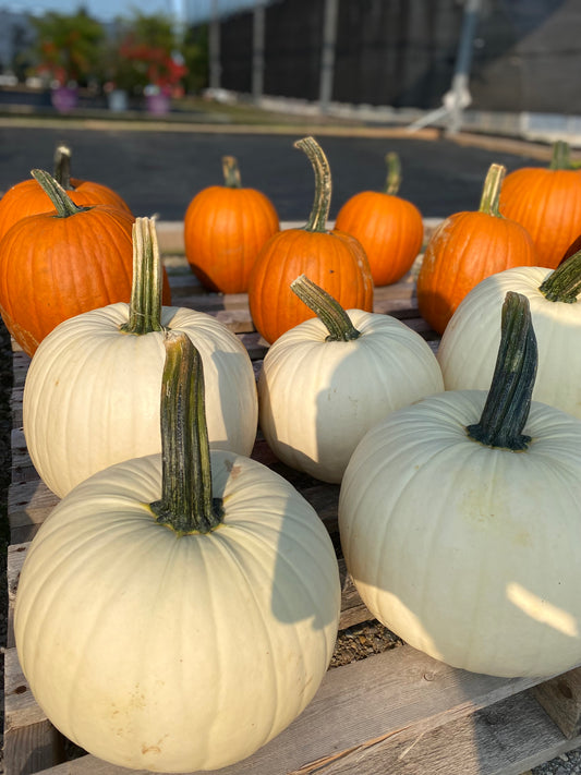 Pumpkin Carving Small