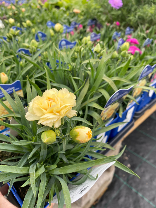 Dianthus 'Sunflor' 11cm