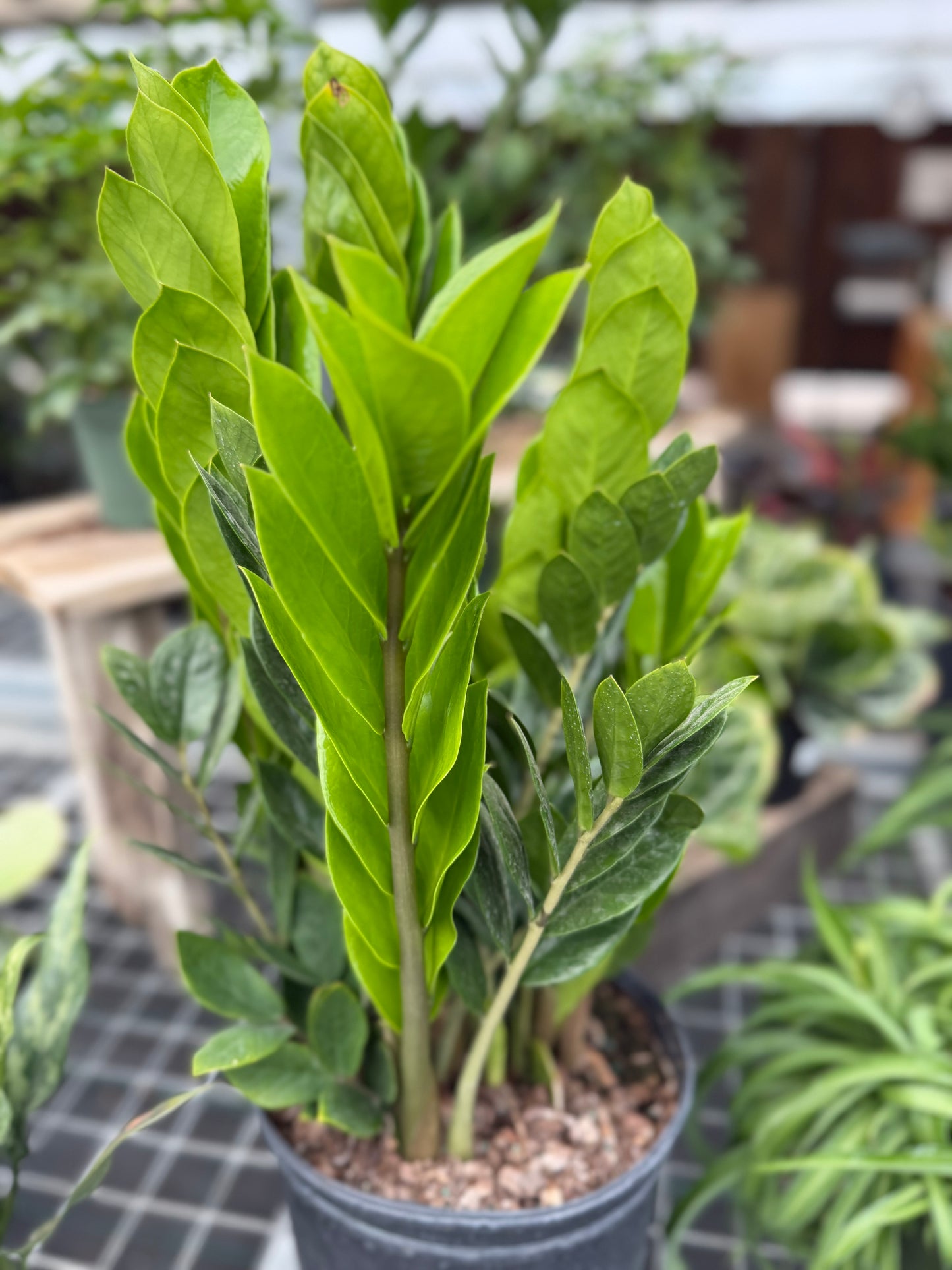 ZZ Plant