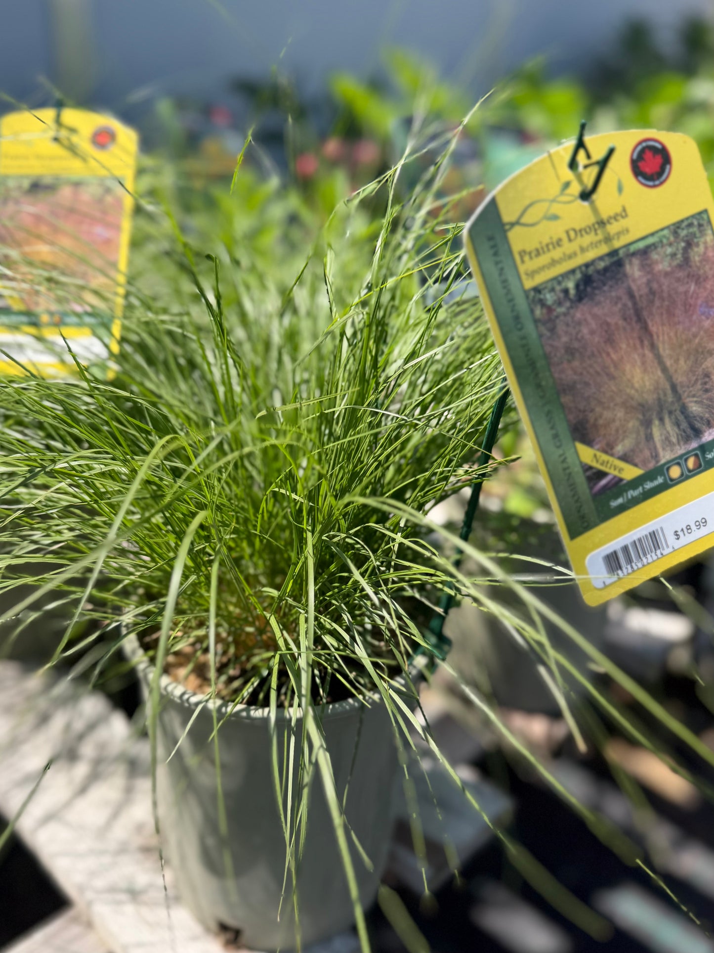 Grasses, Prairie Dropseed
