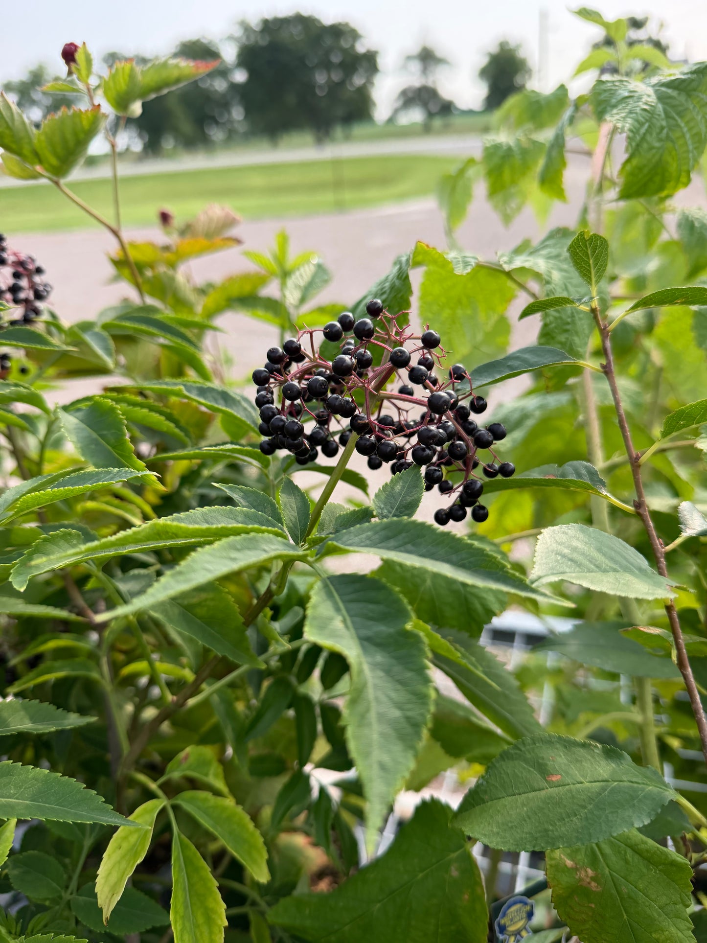 Elderberry 'Johns'