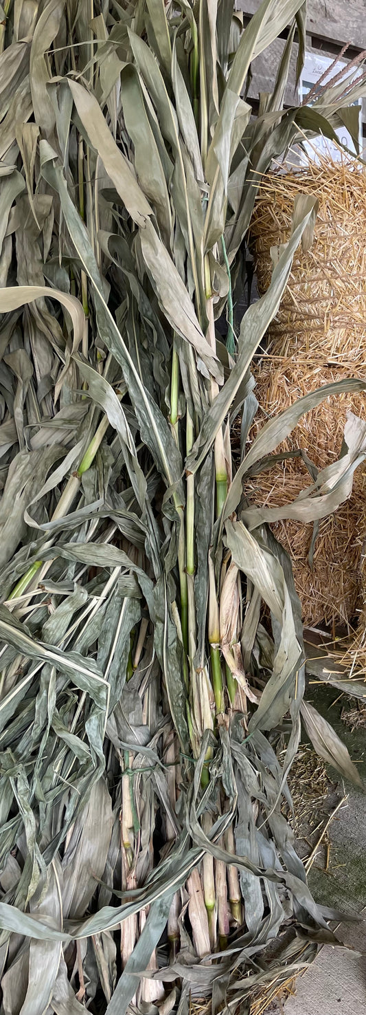 Corn Stalk Bunch