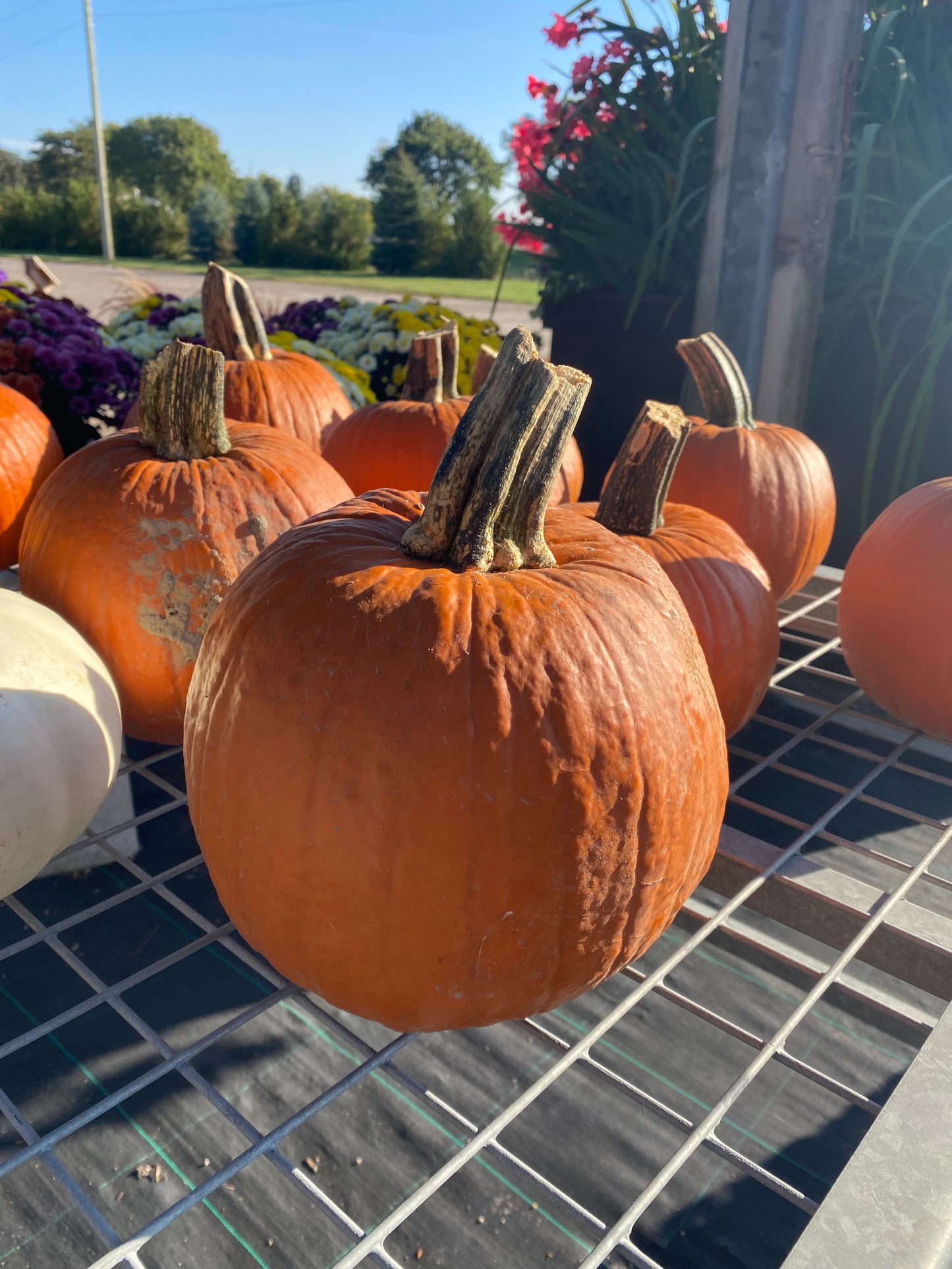 Pumpkin Carving Small