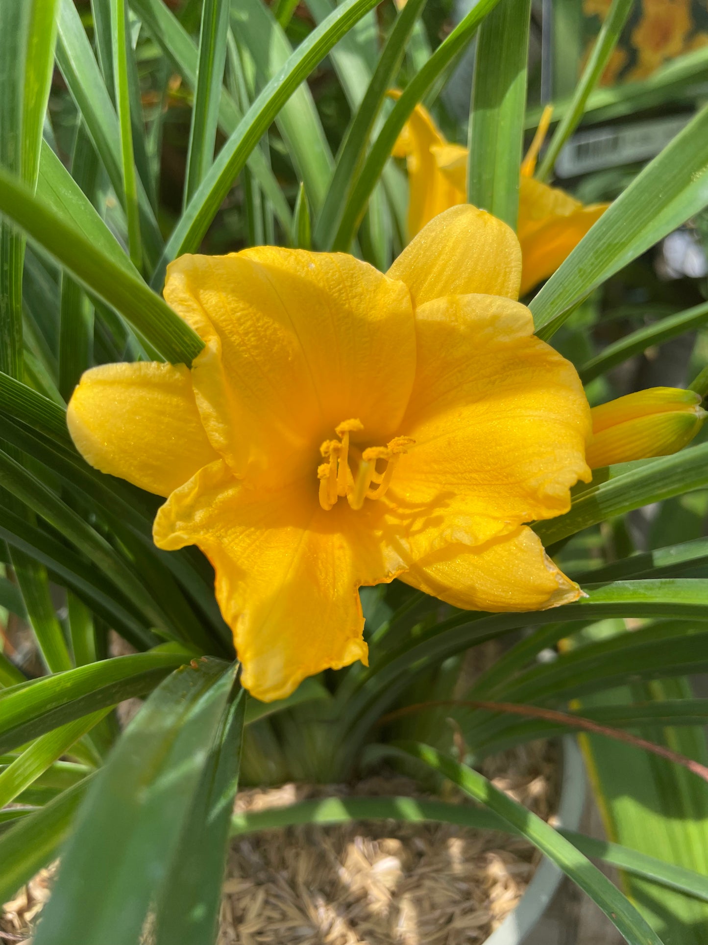 Daylily 'Stella de Oro'