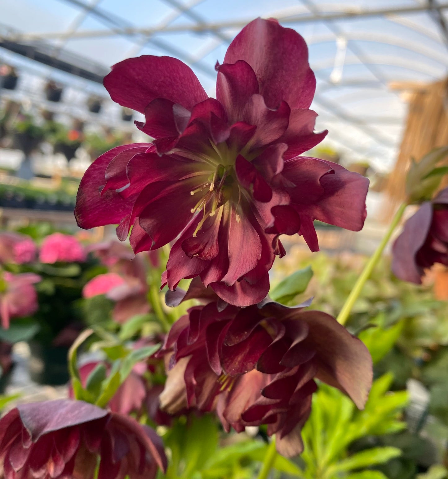 Lenten Rose 'True Love Wedding Party'