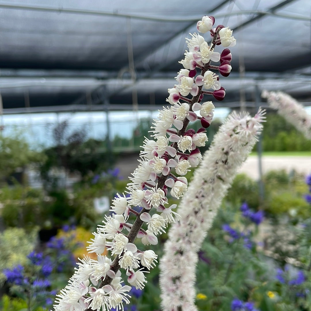 Bugbane 'Chocoholic'