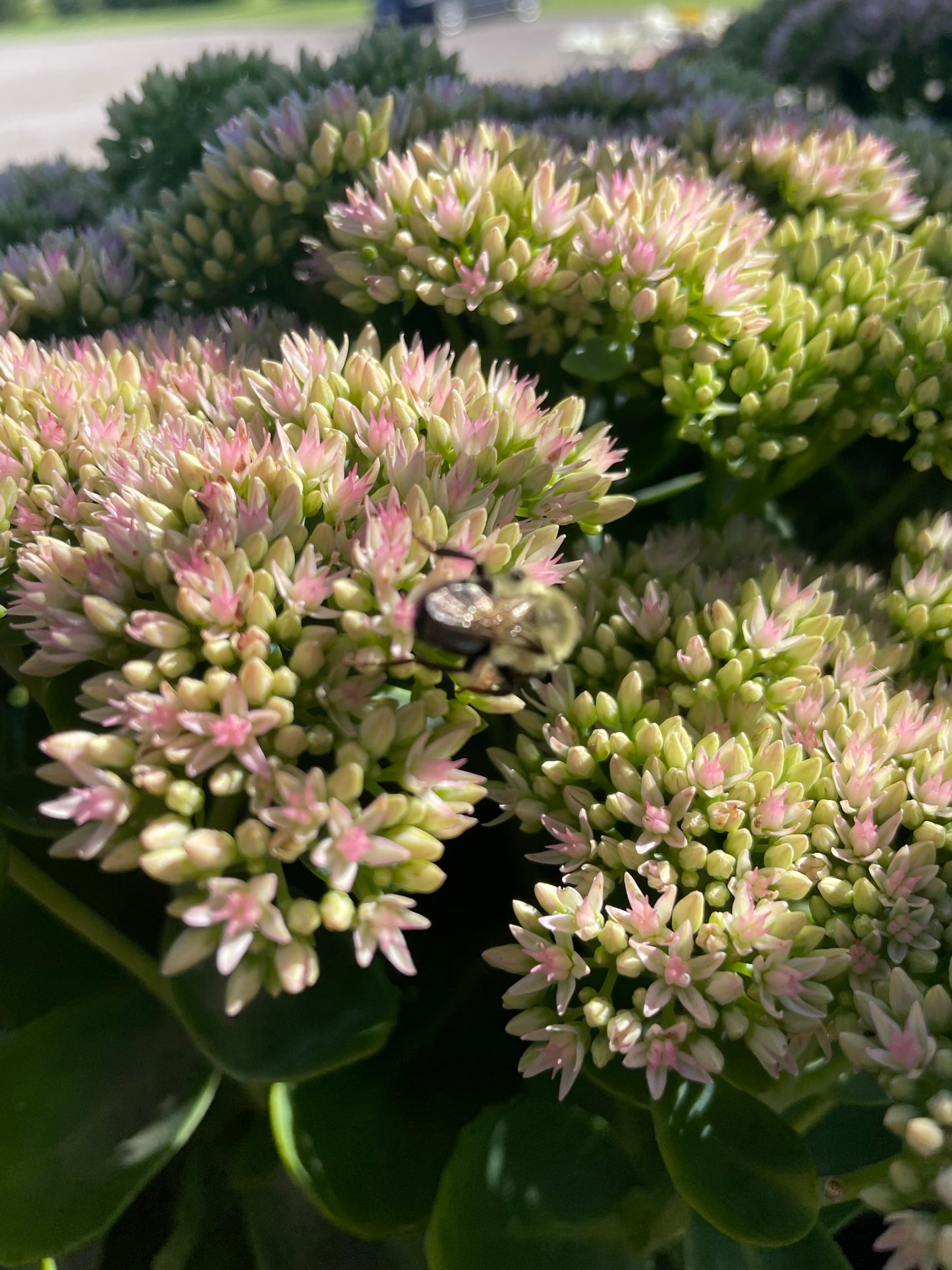 Sedum 'Autumn Joy'