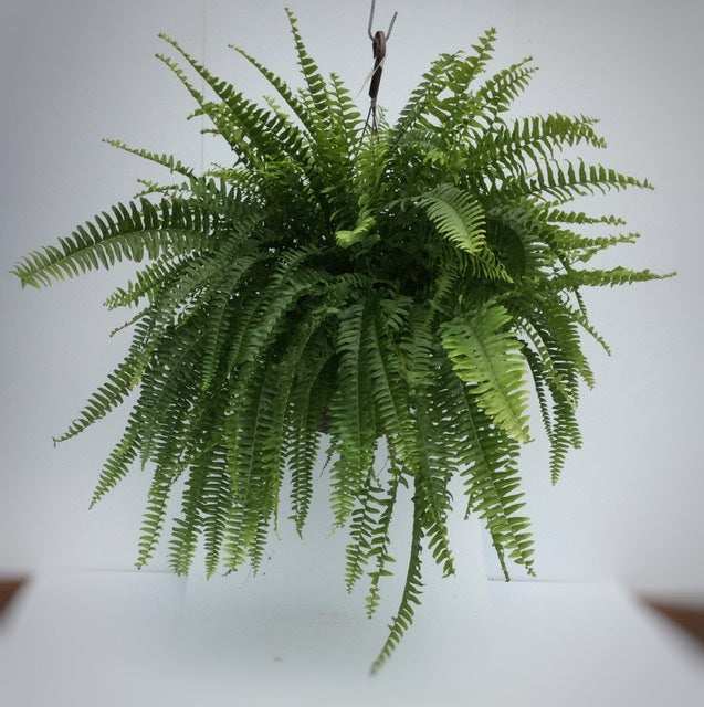 Boston Fern Hanging Basket 10" PRE-ORDER