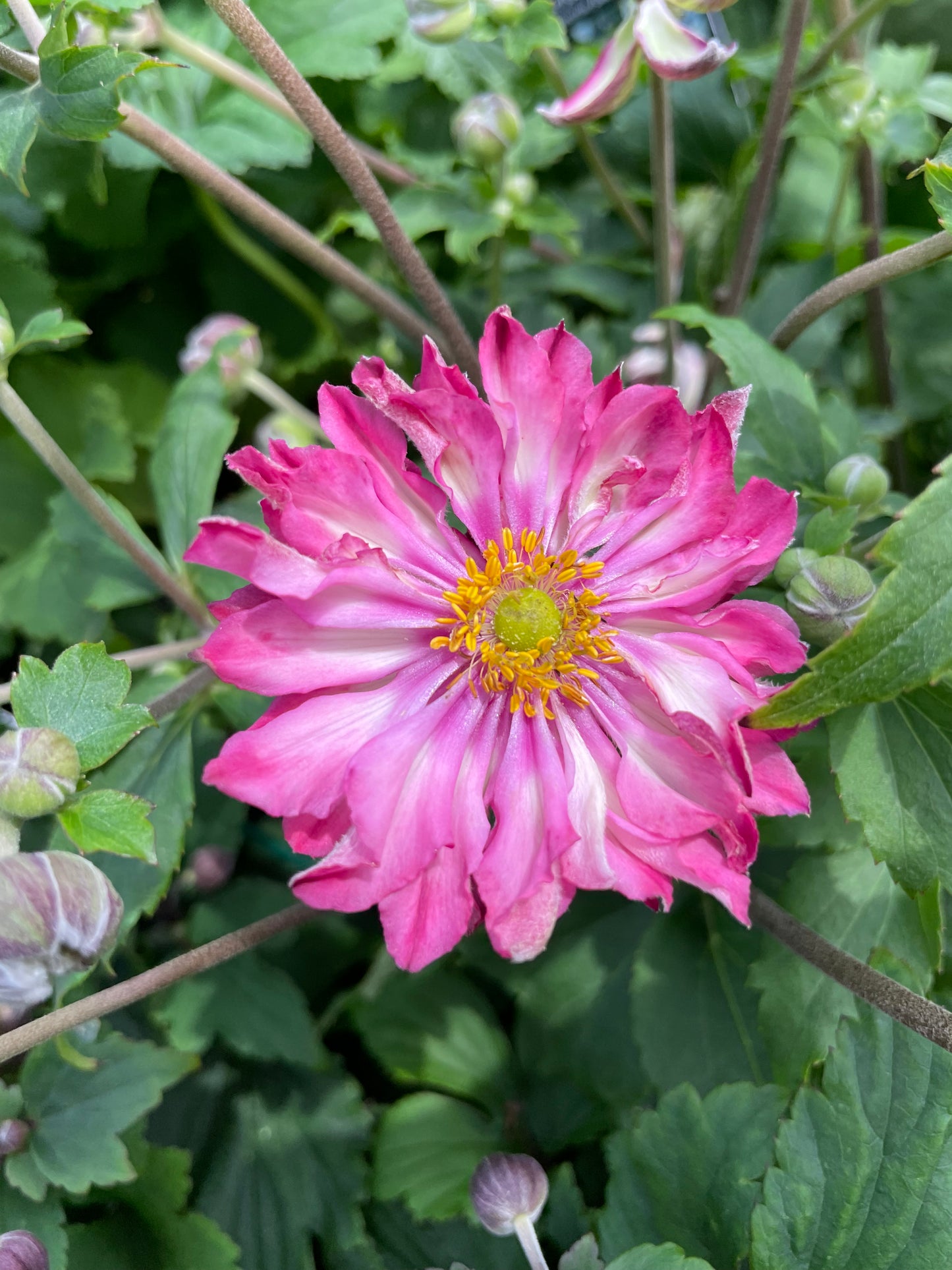 Anemone 'Fall in Love Sweetly' PW