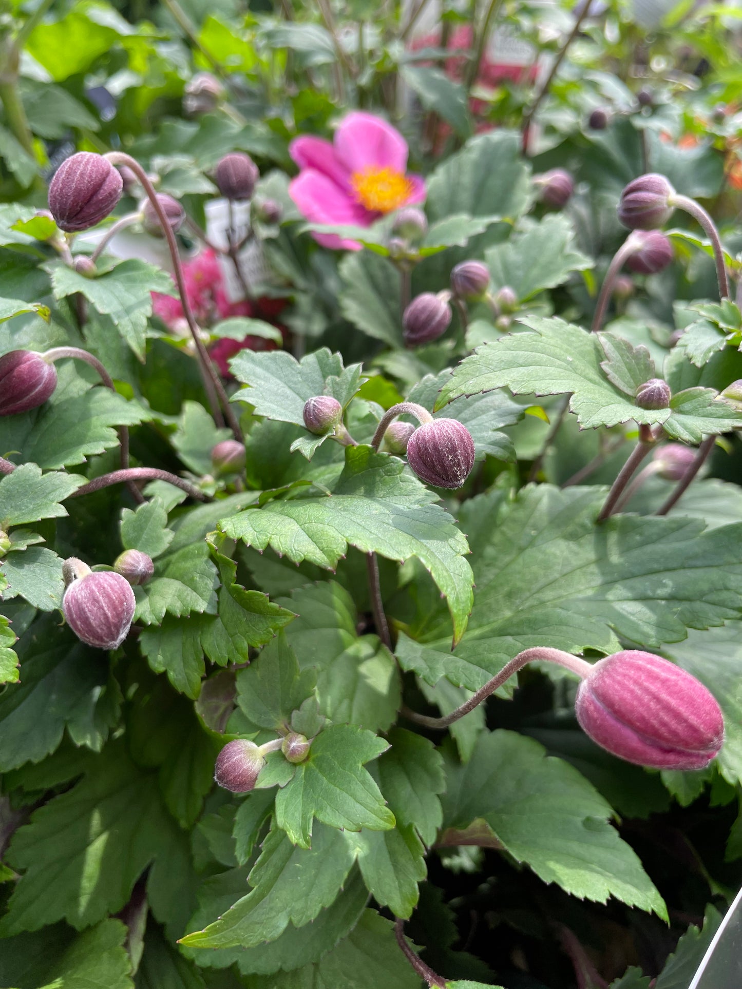 Anemone 'Fall in Love Sweetly' PW