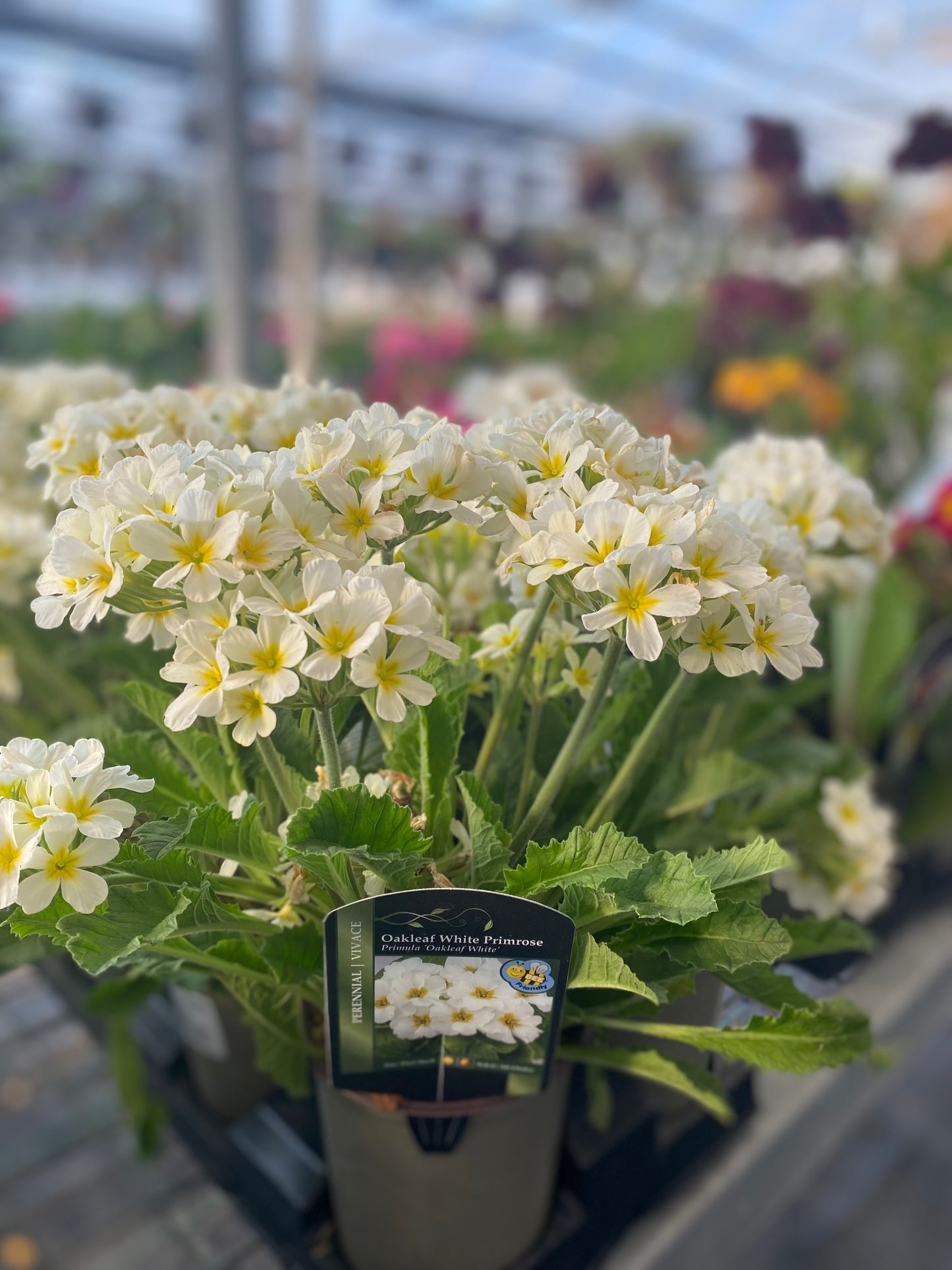 Primrose 'Oakleaf White'