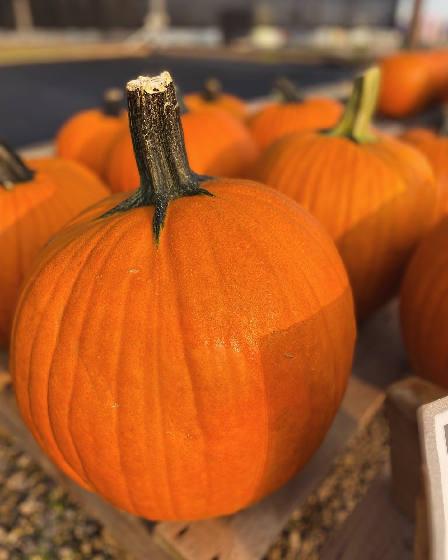 Pumpkin Carving Med