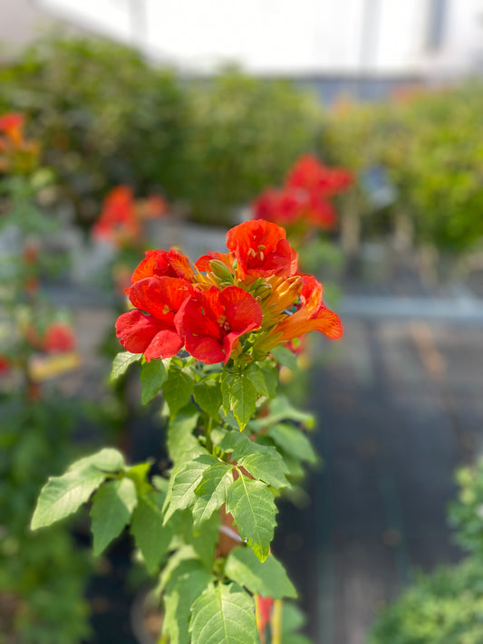 Trumpet Vine Summer Jazz Fire 2Gal