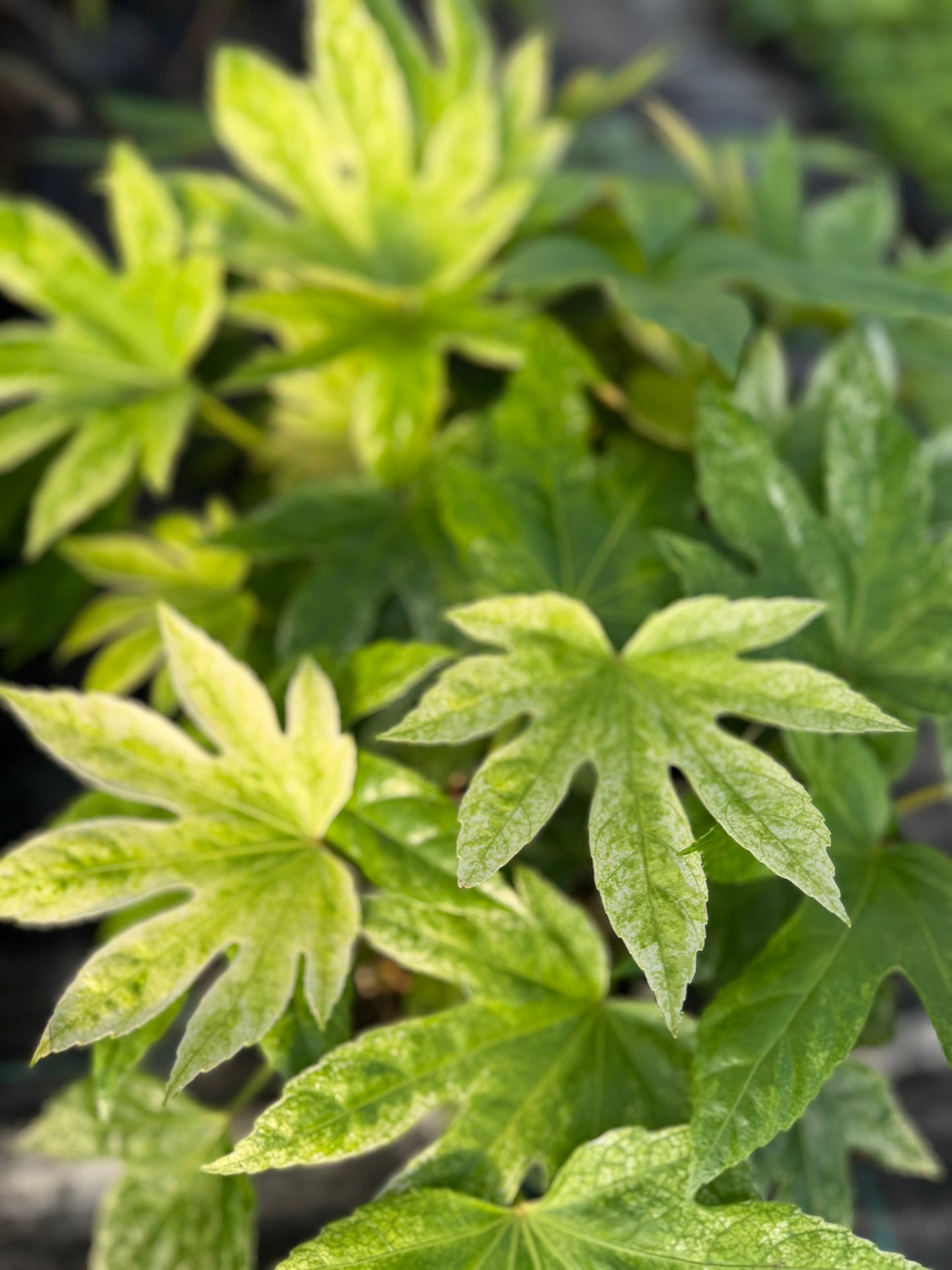 Fatsia japonica Spider's Web