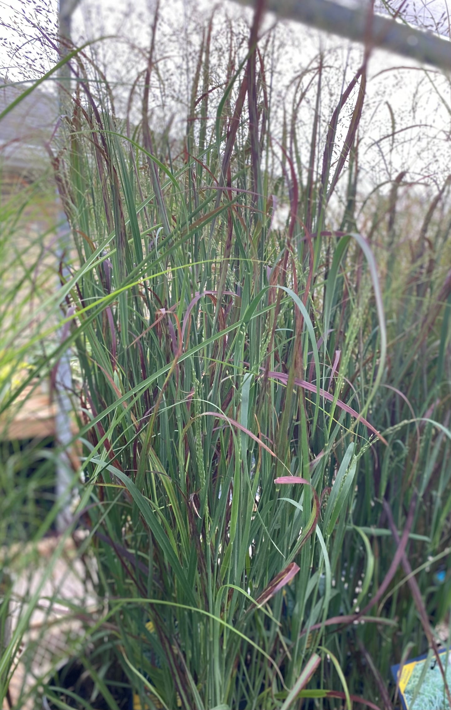 Grasses, Switch 'Prairie Fire'