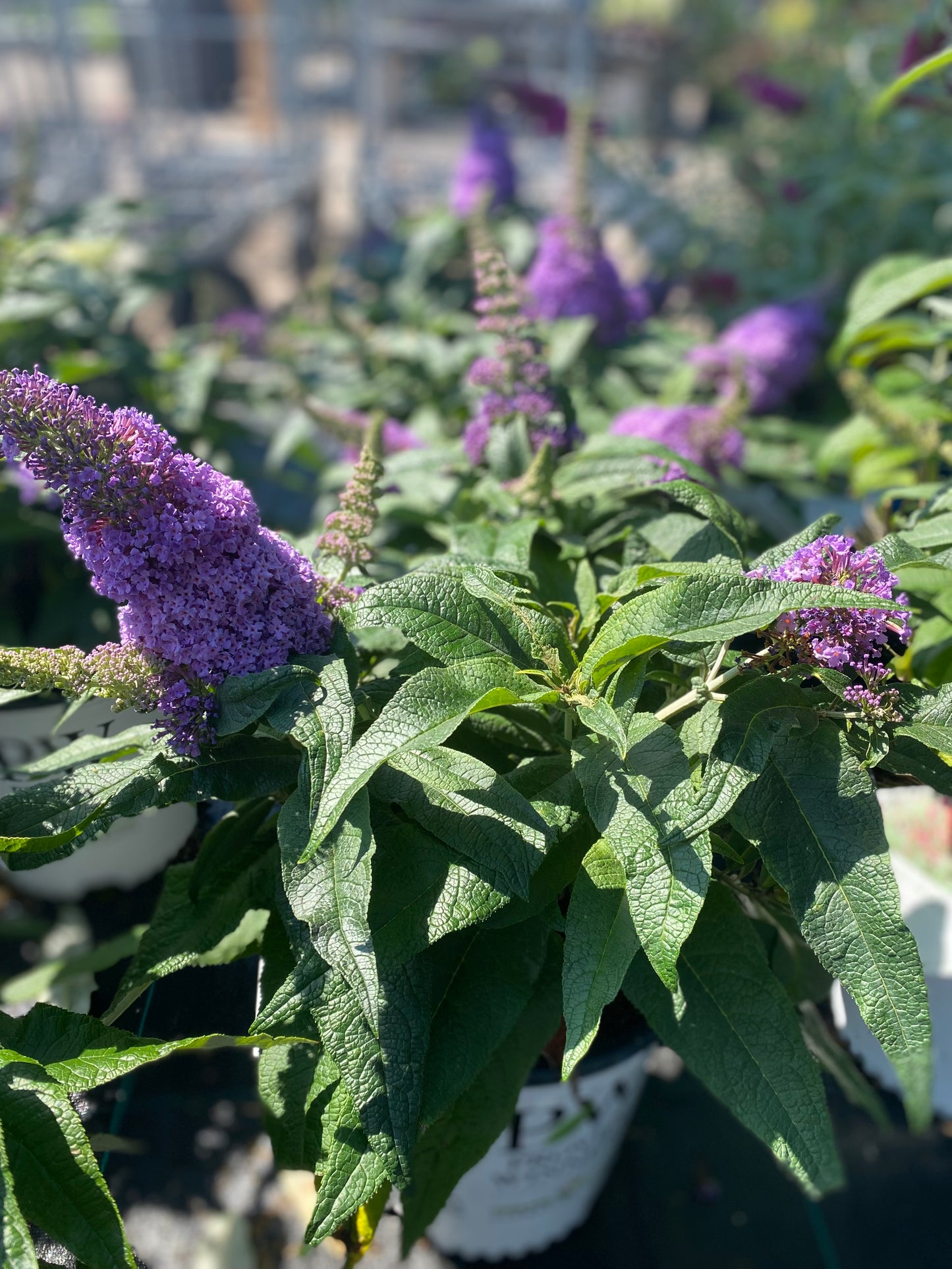 Butterfly Bush 'Pugster Amethyst' PW