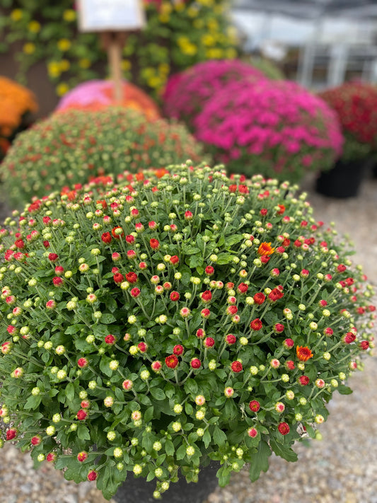 14" Fall Mum