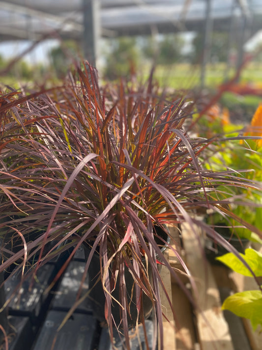 Fall Purple Fountain Grass 1 Gal
