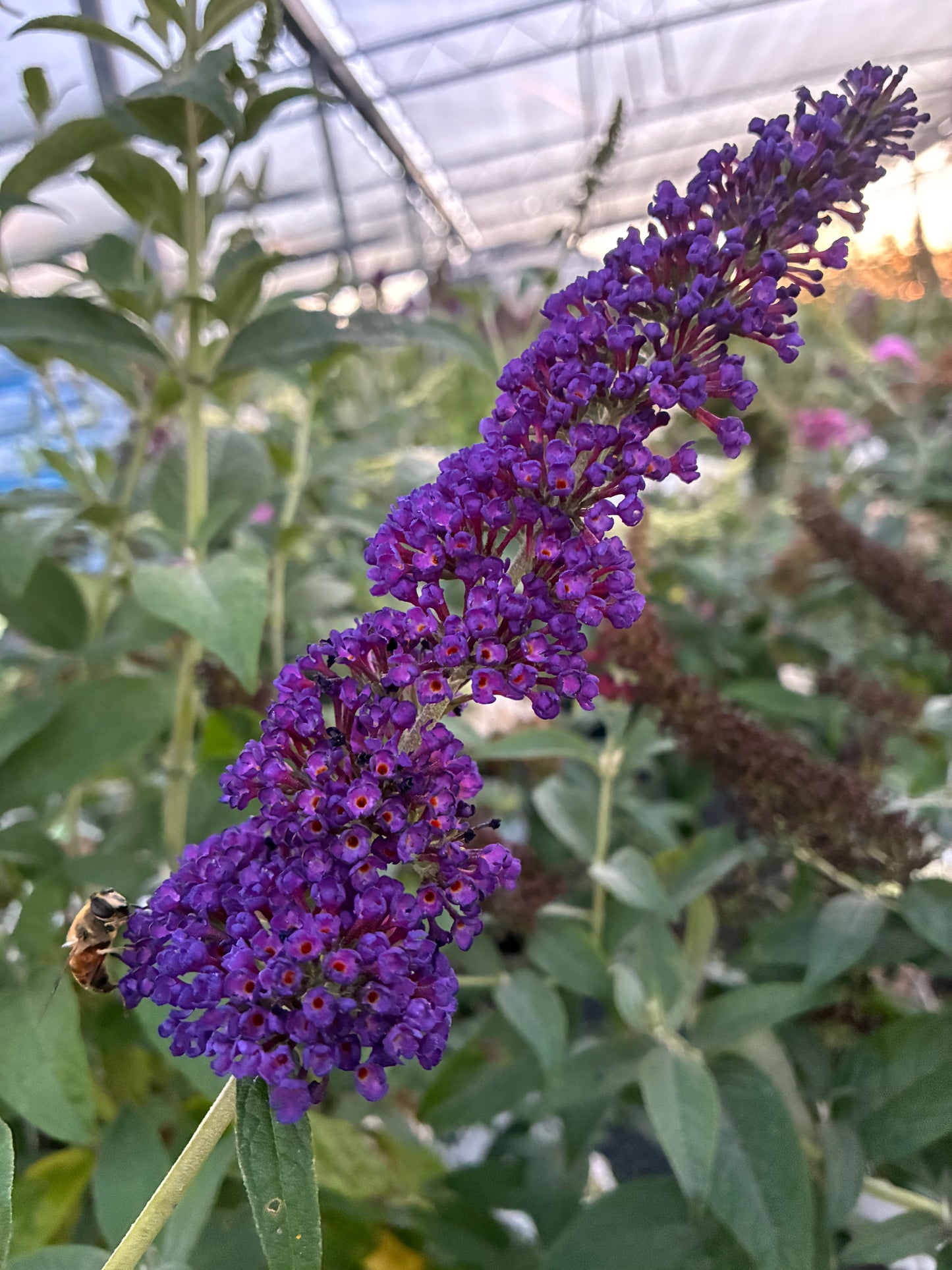 Butterfly Bush Black Knight at Lucan Country Gardens