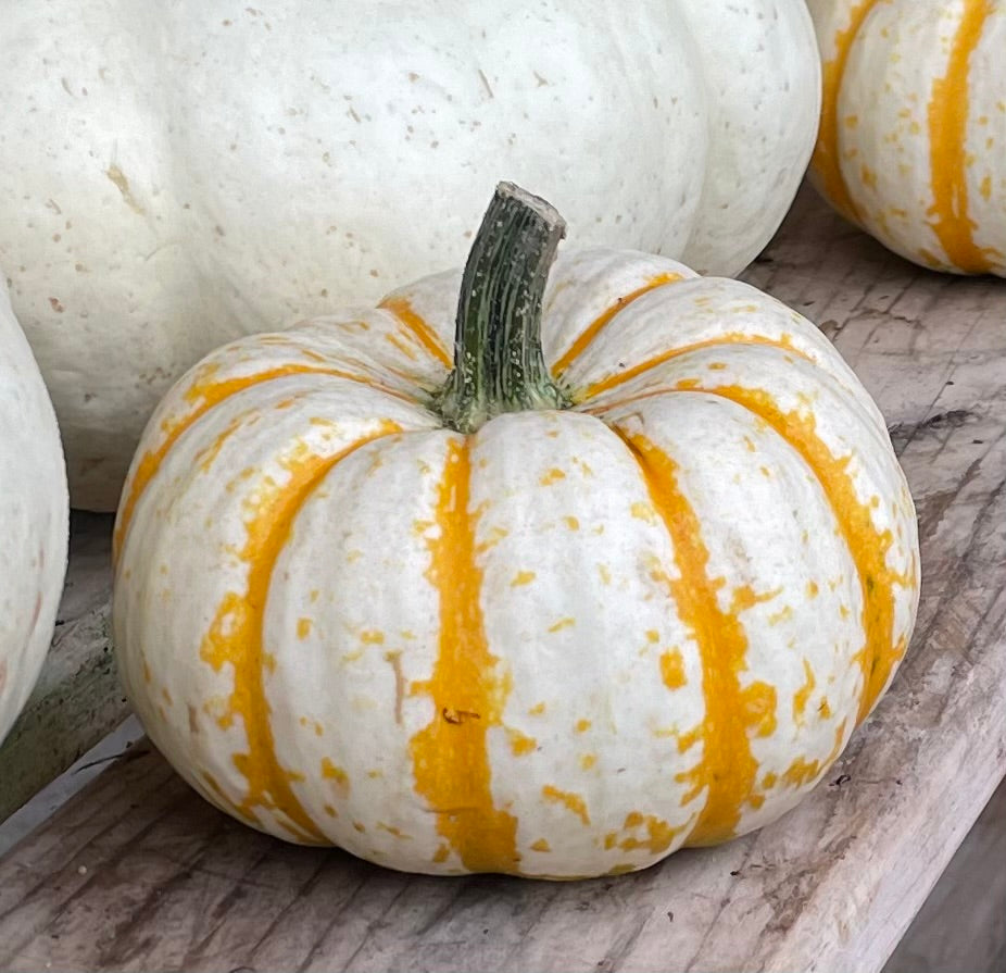 Pumpkin Lil White with Orange Stripe