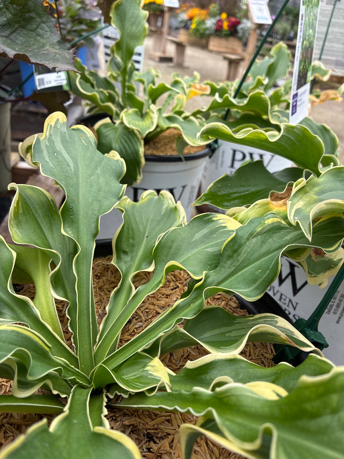 Hosta 'Wheee!' PW
