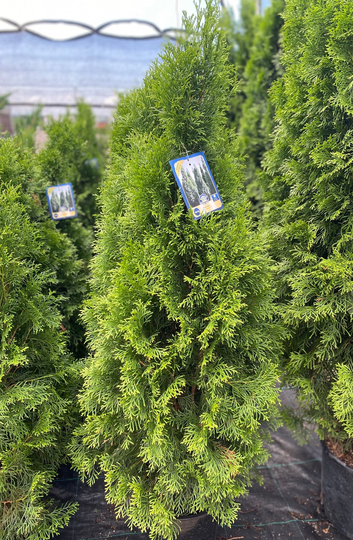 Cedar 'Emerald'