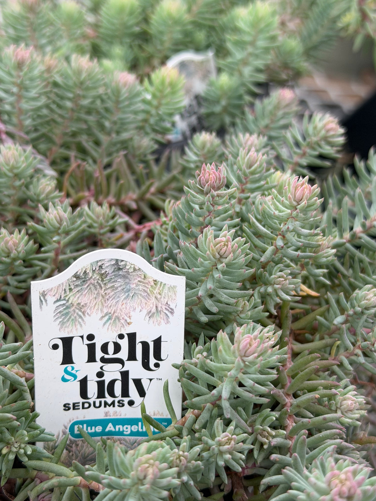 Sedum 'Tight & Tidy Blue Angelina'