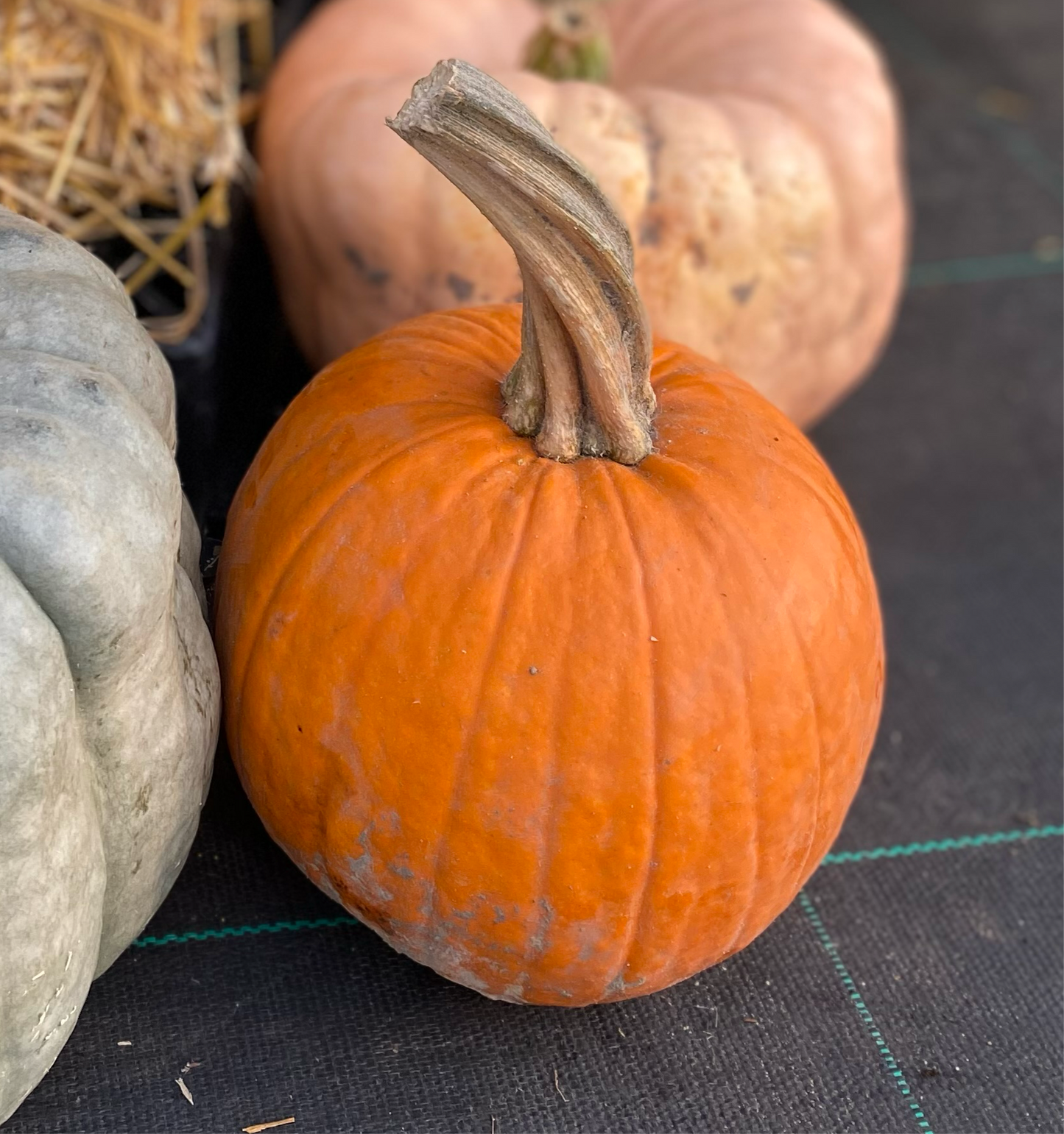 Pumpkin Pie