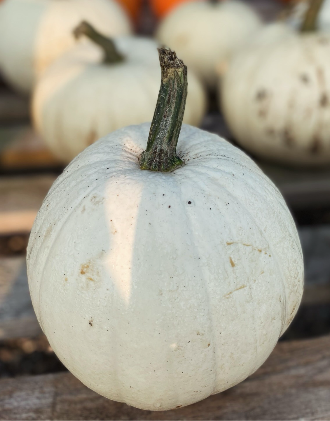 Pumpkin Pie