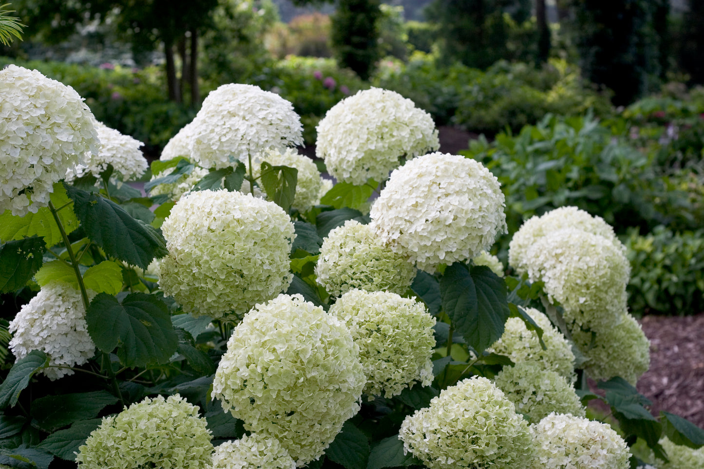 Hydrangea 'Incrediball' PW
