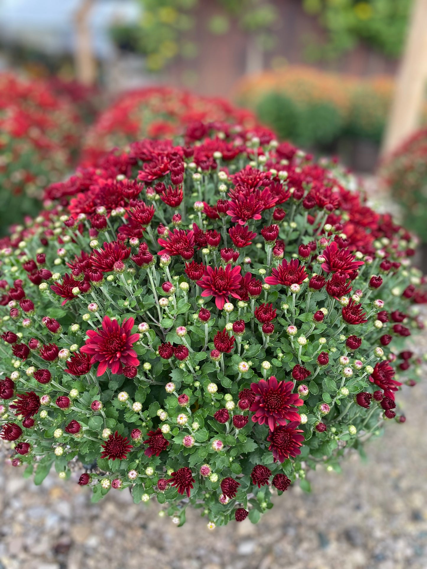 10" Fall Mum