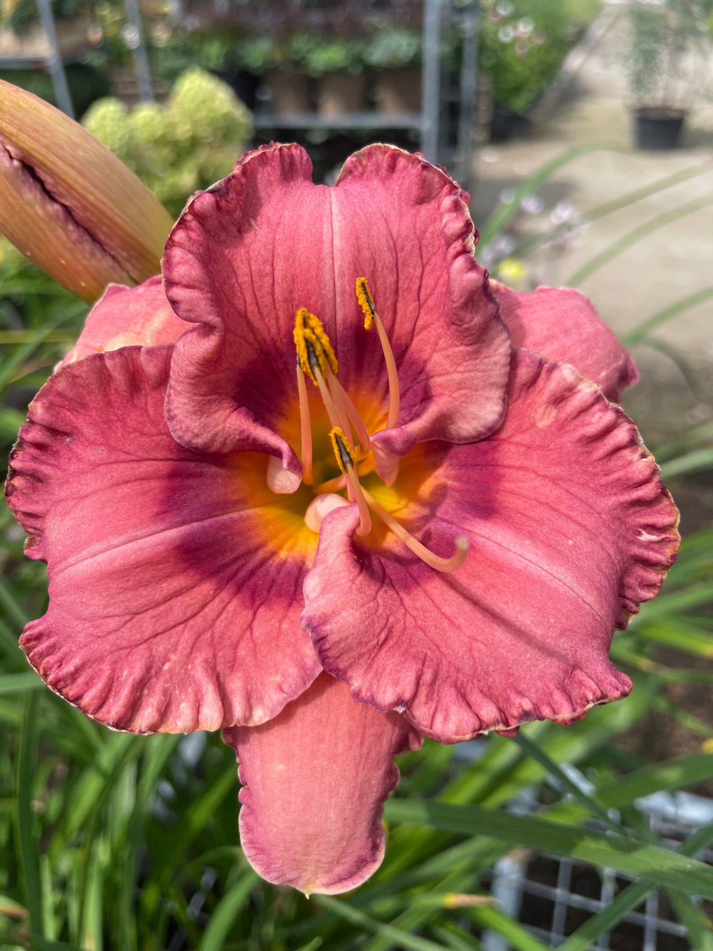 Daylily 'Always Liberty'