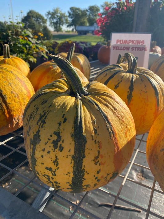 Pumpkin Yellow Stripe