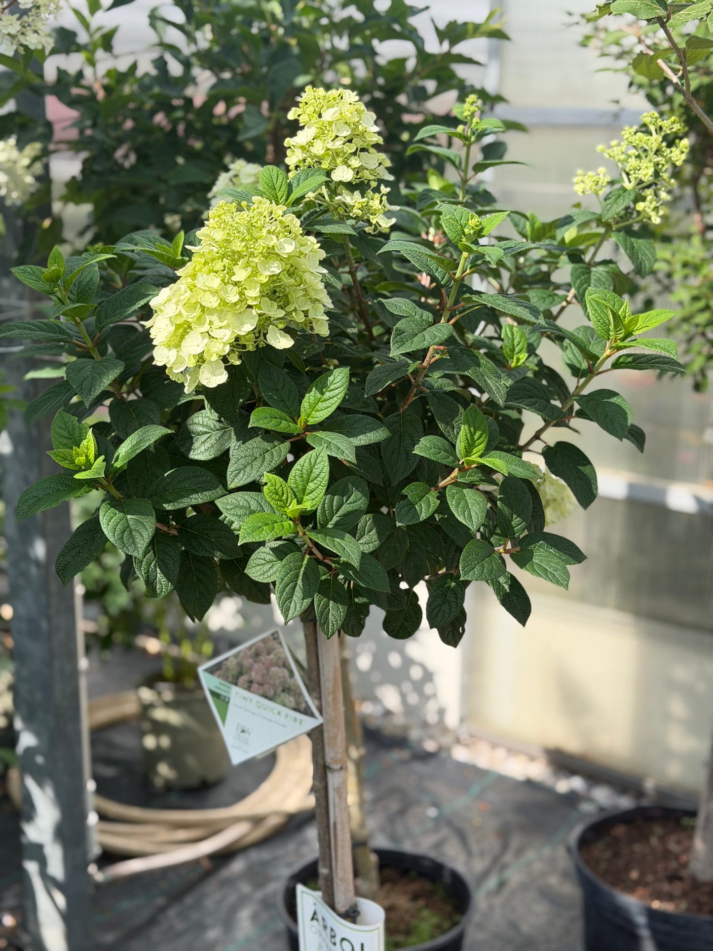 Hydrangea Tree Form 'Tiny Quick Fire' PW