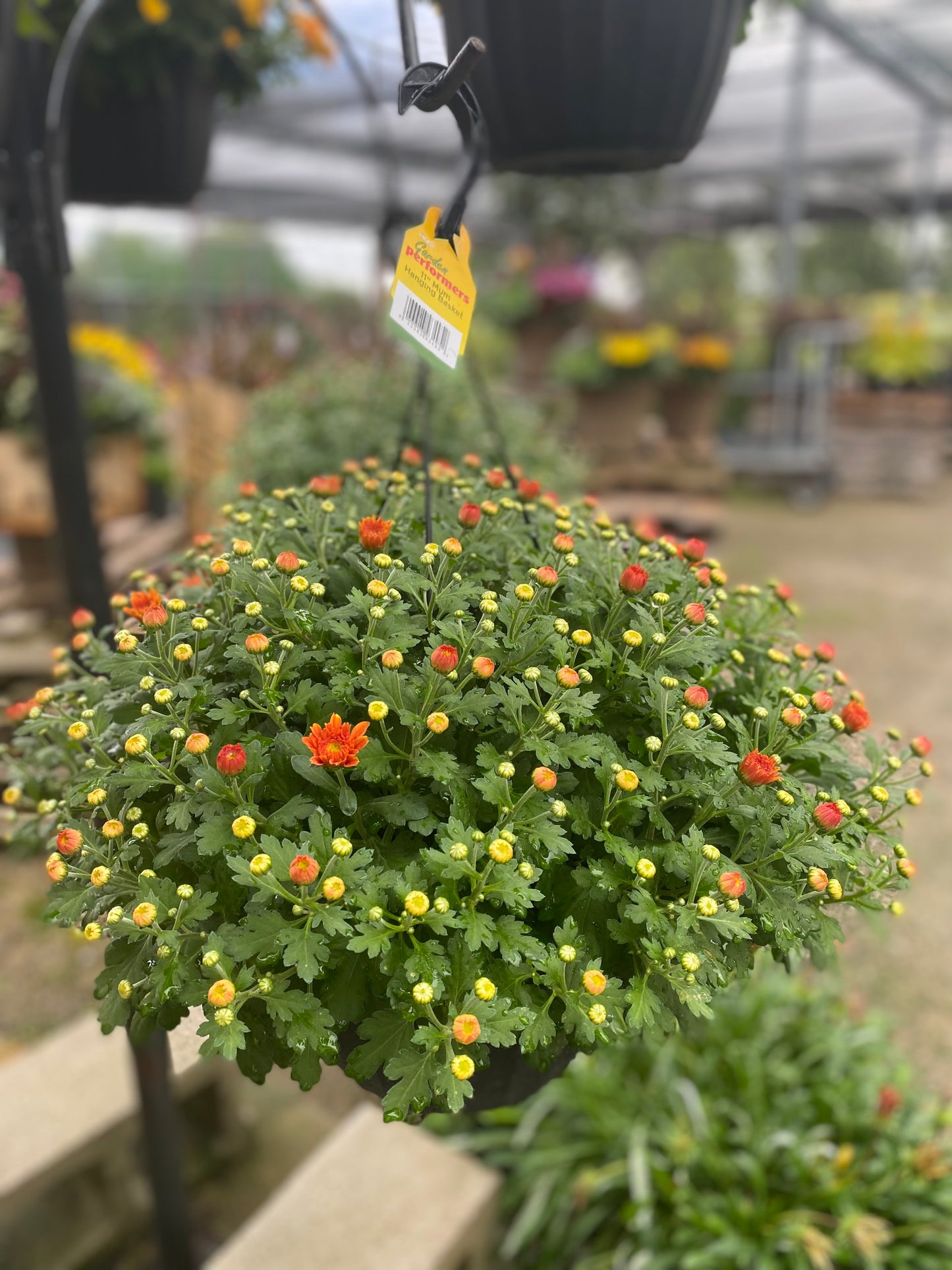 11" Mum Hanging Basket