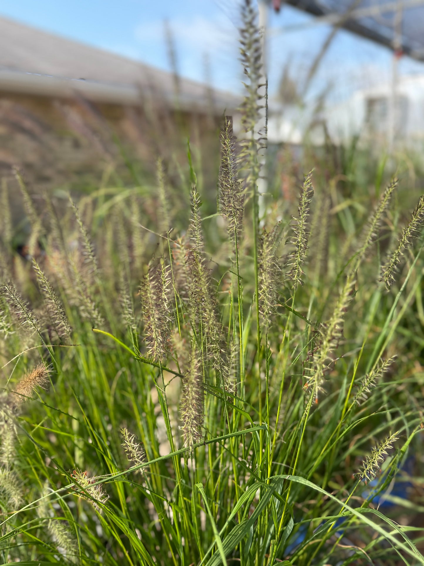 Grasses, Fountain 'Red Head'