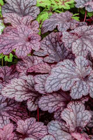 Coral Bell 'Plum Pudding'