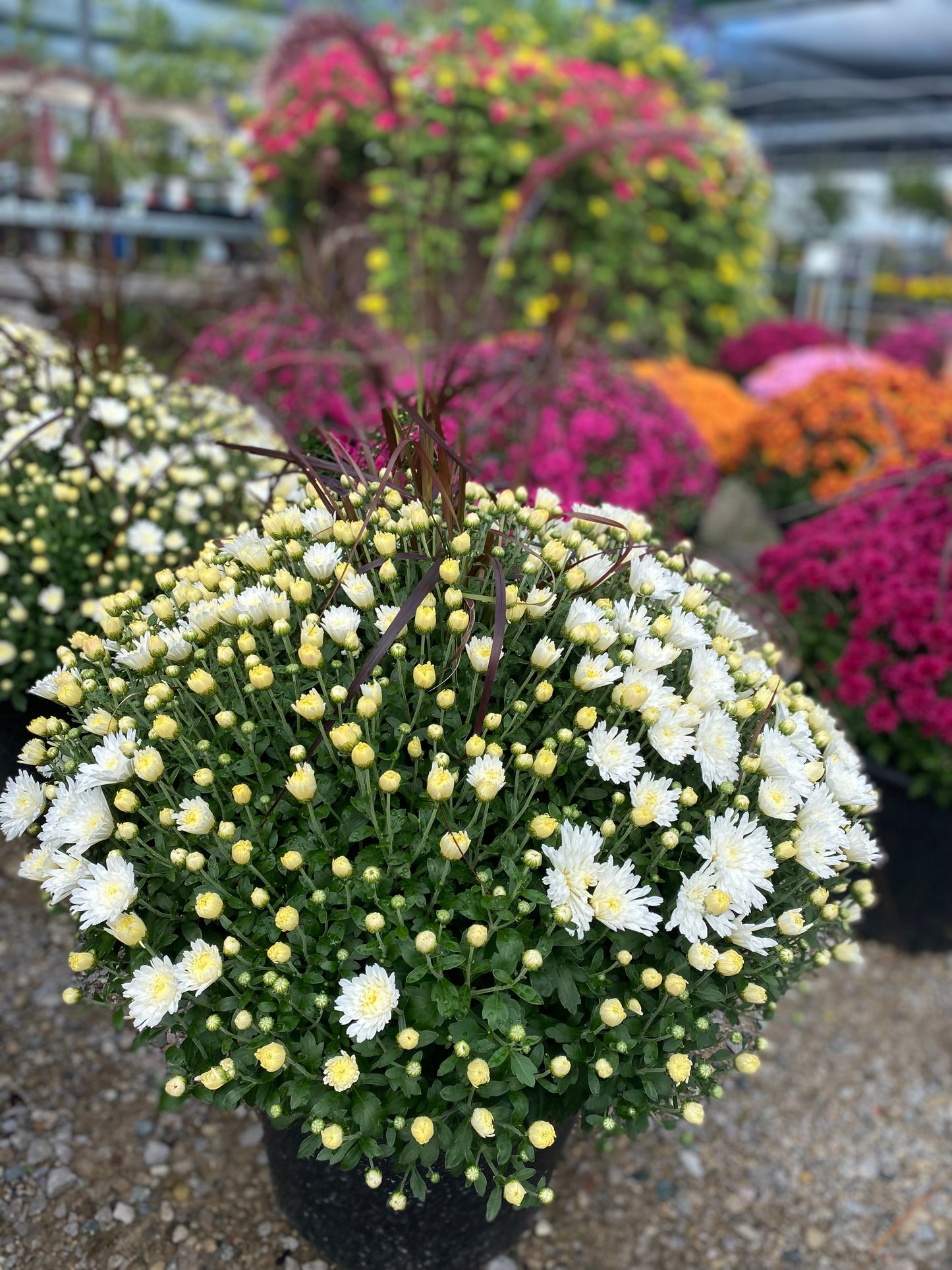 14" Fall Mum with grass