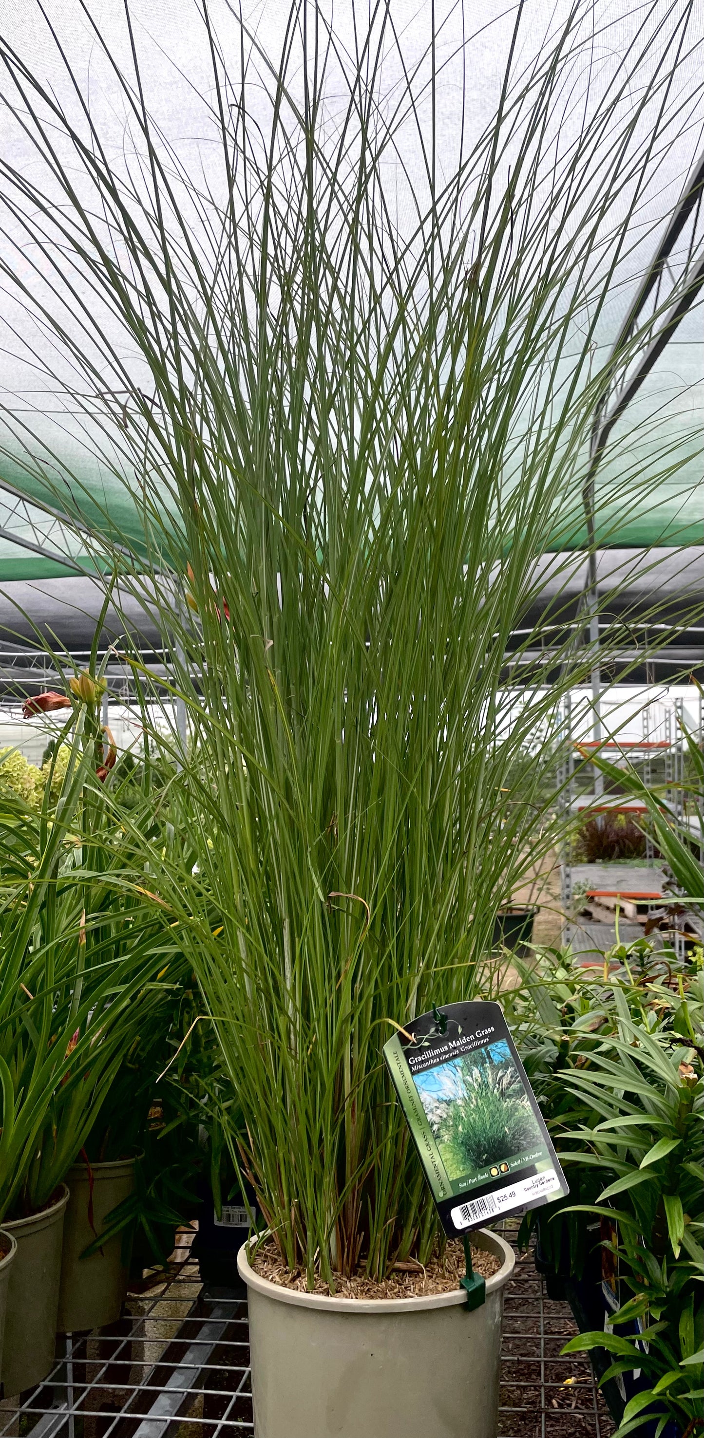 Grasses, Maiden 'Graziella'