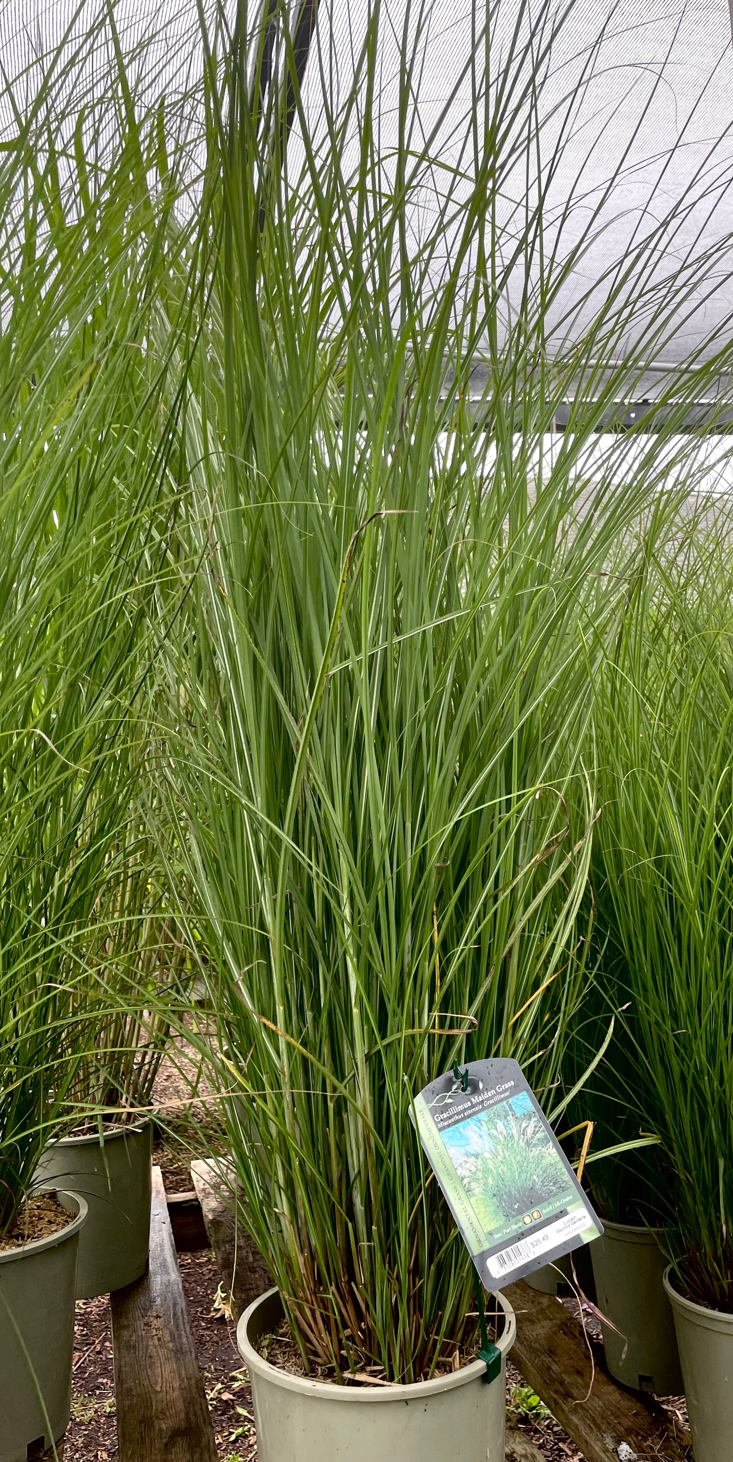 Grasses, Maiden 'Gracillimus'