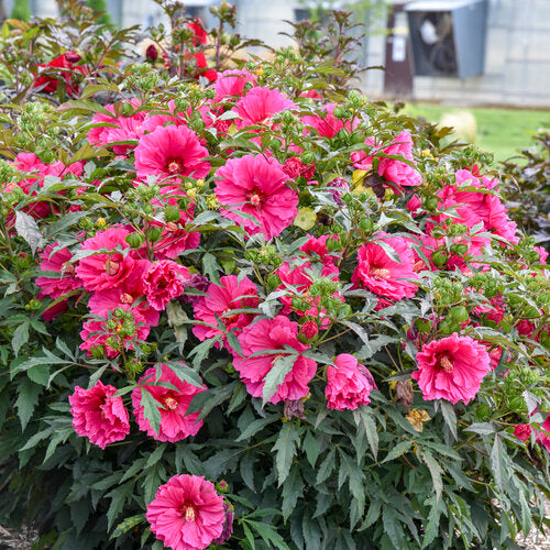 Hibiscus Watermelon Ruffles Pink Flowers at Lucan Country Gardens