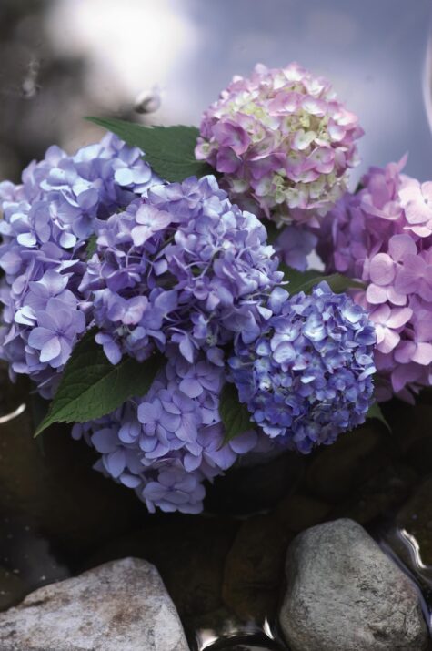 Hydrangea 'Endless Summer'