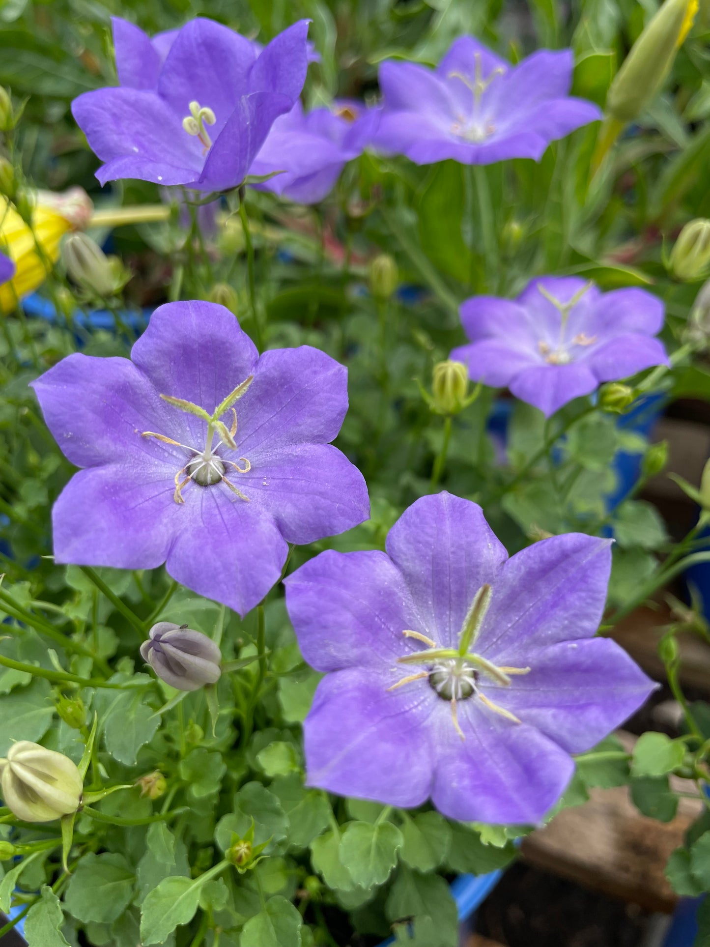 Campanula 'Rapido Blue'