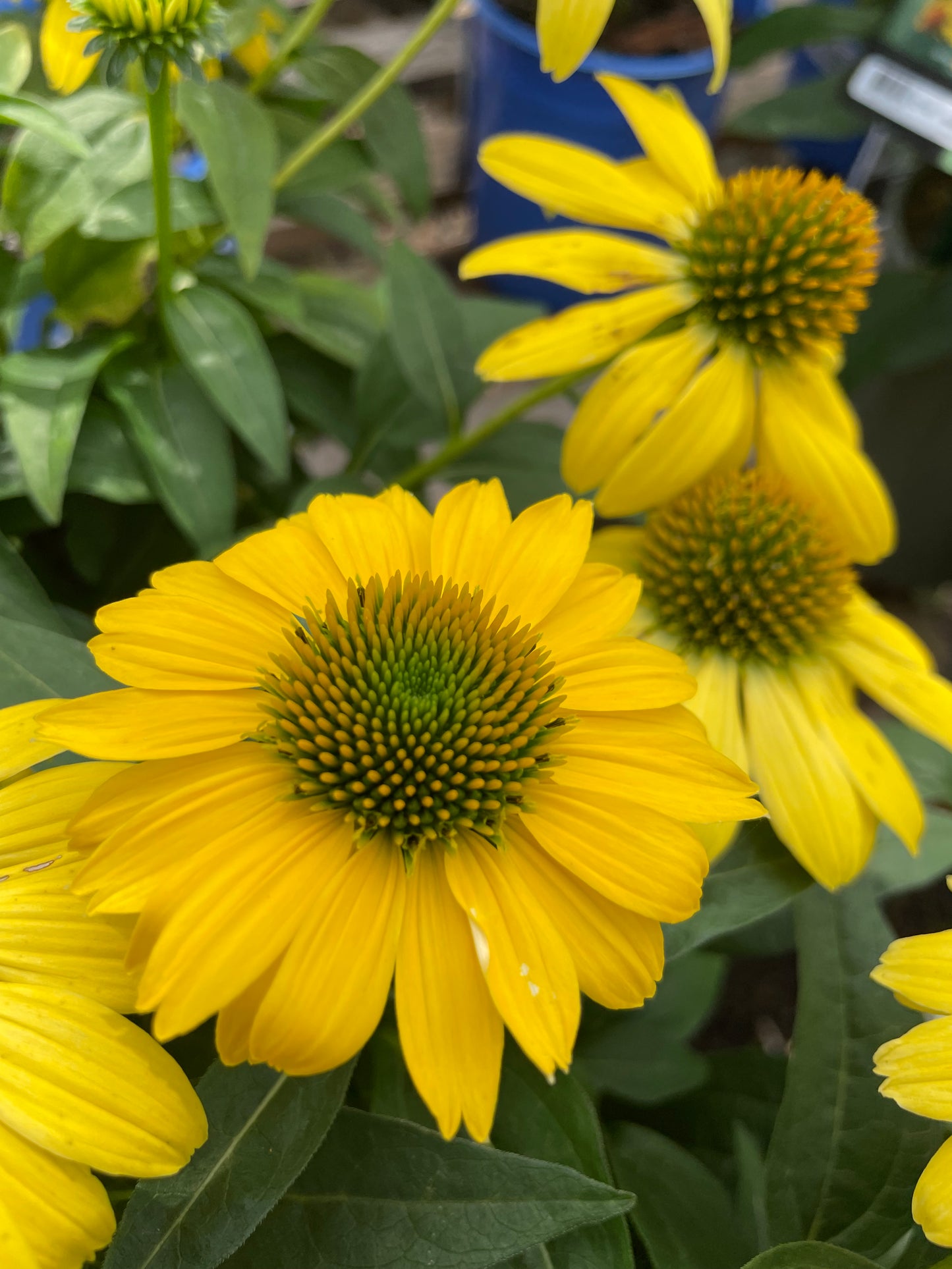 Coneflower 'Sombrero Lemon Yellow'